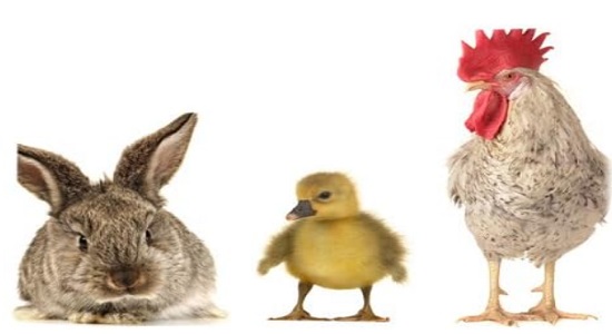 في مزرعة هناك 4 دجاجات و 3 بطات وأرنب واحد ، كم عدد الأرجل الكلية؟