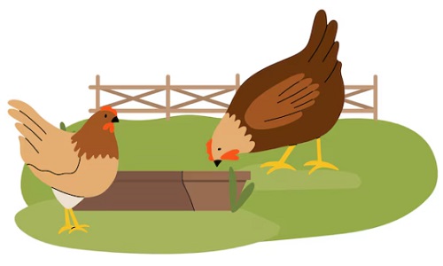 مزرعة فيها 48 دجاجة. كل قفص يتسع لـ6 دجاجات. كم عدد الأقفاص اللازمة؟